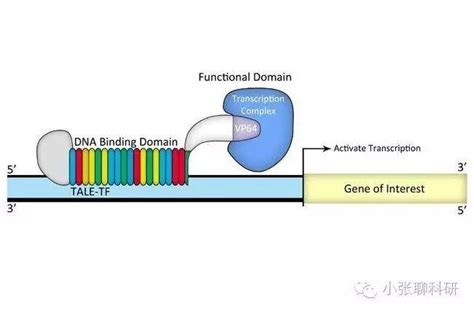 基因组重测序（Re-Sequencing）-一起生信