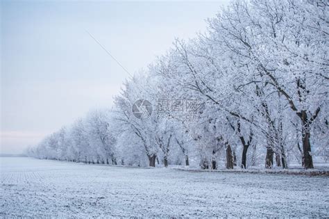 冬天暴风雪白色的冬季景观冬季田野冰冻地带的一排树木高清图片下载-正版图片307859259-摄图网