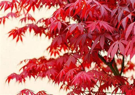 红枫的种类有哪些,枫树耐晒的品种,天王红枫什么品种_大山谷图库