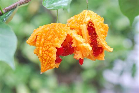 癞葡萄图片