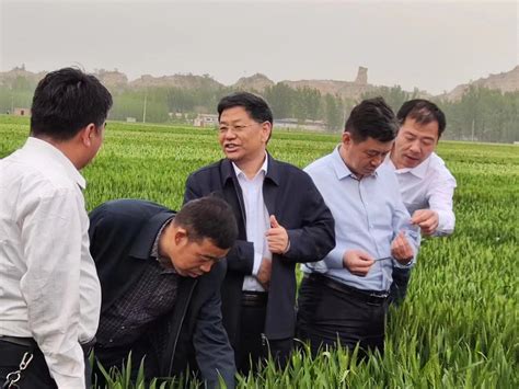 泰安市农业农村局 区县动态 省农技专家来东平县调研指导小麦生产工作