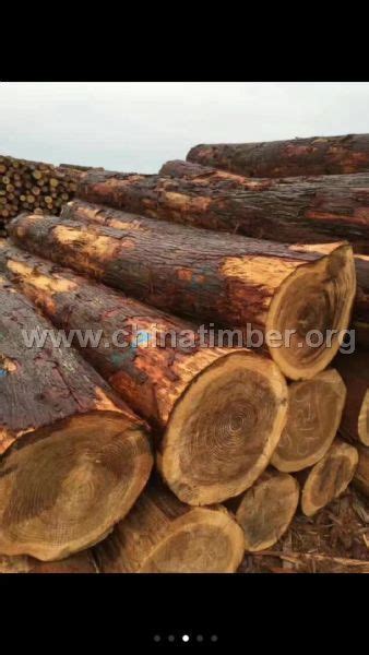 求购日本杉木找我们一手货源柳杉--板材原木_产品图片信息_中国木材网！