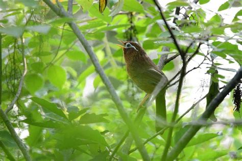 国家二级保护鸟类棉凫 现身福田红树林自然保护区