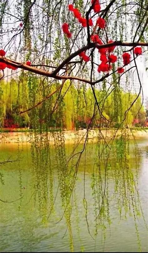 赞美垂柳七律,现代描写柳树的七律诗,湖边垂柳七绝_大山谷图库