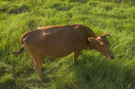 一头大公牛在干草捆上做早餐高清图片下载-正版图片507264996-摄图网