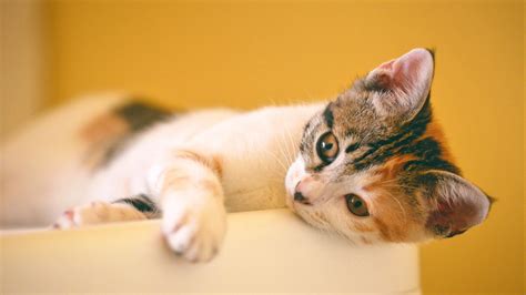 可爱小猫图片