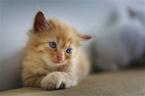 猫咪取名字最可爱最网红，时髦有吸引力的猫咪名字大全-测名网
