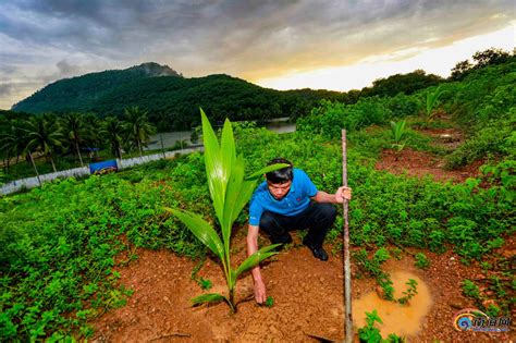 儋州和庆农场引进种植“香水椰” 调整农场产业结构-新闻中心-南海网