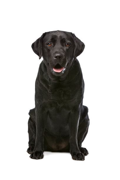 黑色拉布拉多猎犬,水平画幅,进行中,嬉戏的,全身像,草坪,户外,黑色,一只动物,拉布拉多犬摄影素材,汇图网www.huitu.com