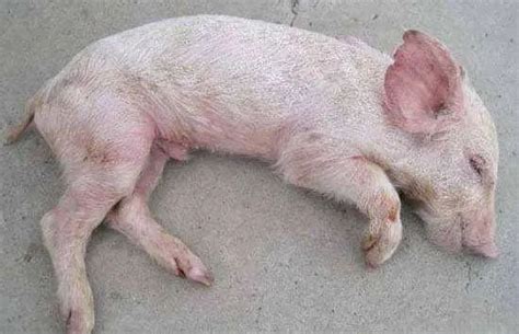 农村养猪场的小猪崽高清图片下载-正版图片600295152-摄图网