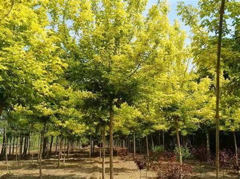 金叶复叶槭-园林景观植物-图片