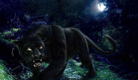 最神秘的猫科动物：比老虎懂得更多技巧，被称作黑夜幽灵