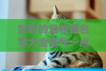 宠物猫的名字大全招财霸气(宠物猫名字可爱洋气男)-小猫百科资讯-分享库