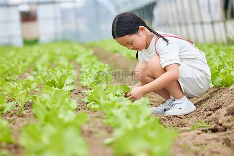 蹲下观察蔬菜的小女孩高清图片下载-正版图片501785739-摄图网