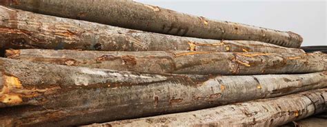 [供] 榉木板材-中国木业信息网供应大市场