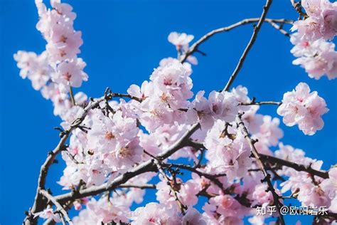 西安周边踏青赏花目的地，各色花海，总有一处是你心中的春天！ - 知乎