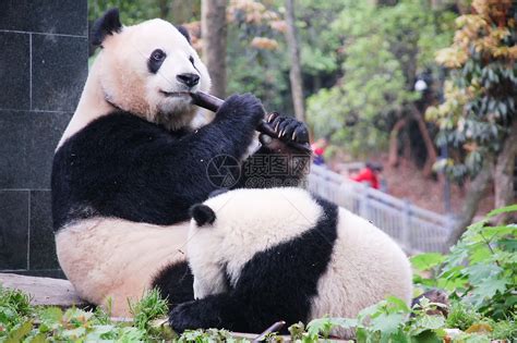 熊猫吃竹子高清图片下载-正版图片501313470-摄图网