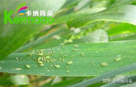 春季高发虫害——蚜虫 - 深圳八方纵横生态技术有限公司