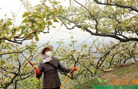 叶面肥过量如何挽救-种植技术-中国花木网