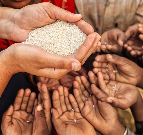 袁隆平的巨型水稻，单株高达2.2米，亩产800公斤，为什么没有推广 去年