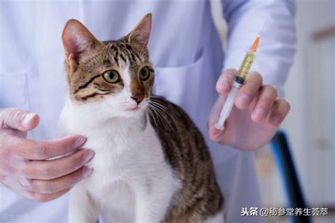 猫咪必须打疫苗吗?多久打一次? - 知乎