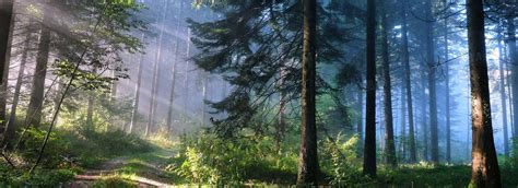 森林深处的神奇夏日沼泽树上倾斜高清图片下载-正版图片503357294-摄图网