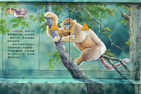 神农架电力设施变身珍稀动植物宣传窗口_长江云 - 湖北网络广播电视台官方网站