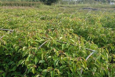潜力苗木新品种龙脑樟树苗的种植前景-行情分析-中国花木网