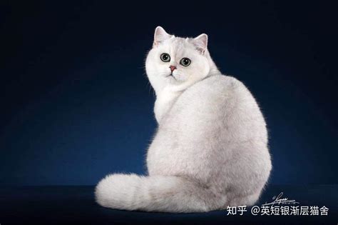 银渐层猫可以长到多少斤？ - 知乎