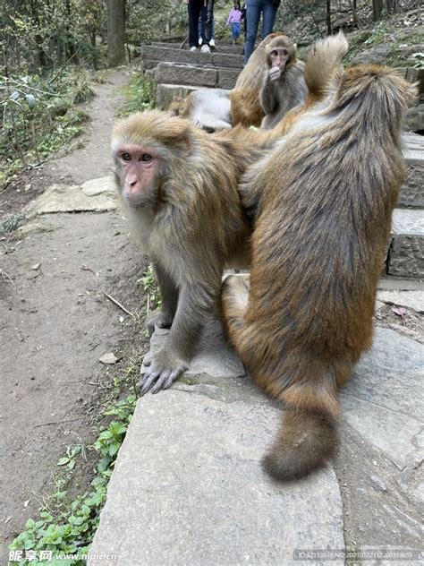 黔灵山猴子摄影图__野生动物_生物世界_摄影图库_昵图网nipic.com