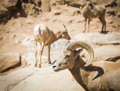 大角羊在山坡上沙漠高清图片下载-正版图片303643750-摄图网