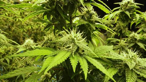 Planta de cannabis en granja de malezas de cannabis curativas para ...