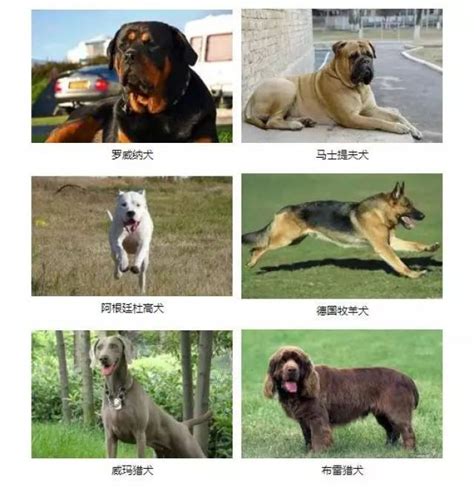 世界最大的狗十大排名 高加索犬上榜,第二是“拿破仑”_排行榜123网