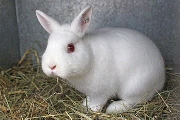 属兔的几月出生最好命 - 属兔的几月份出生最好命 - 吉名屋
