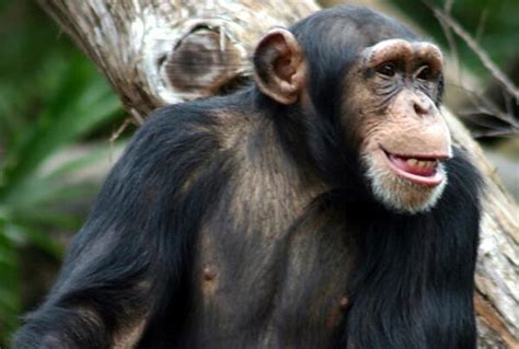 世界十大攻击力最强的动物-黑猩猩上榜(聪慧的动物)-排行榜123网
