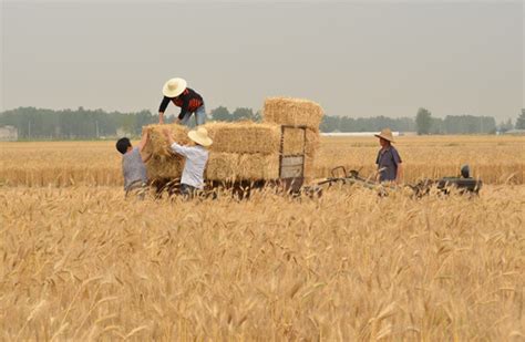 全国“三夏”麦收进度过半 各地抢抓农时麦收忙
