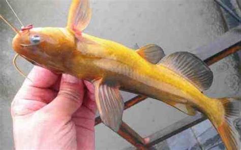 黄颡鱼是一种怎样的鱼类不适合什么人吃？黄颡鱼烂皮怎么治疗？