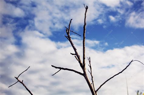 冬天干枯无生机的树枝素材图片免费下载-千库网