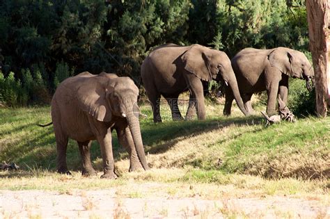 野生大象图片-野生大象在散步素材-高清图片-摄影照片-寻图免费打包下载