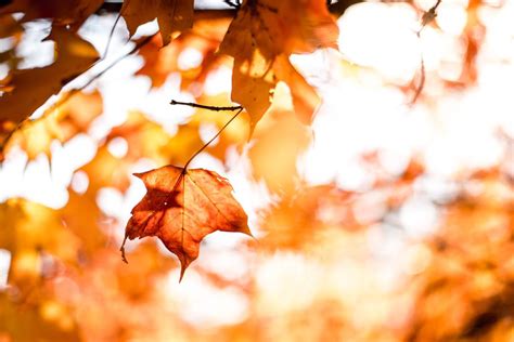 秋天,树对叶的私语心情随笔