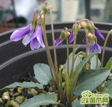 紫花地丁的种植方法 紫花地丁繁殖方法大全 - 装修保障网