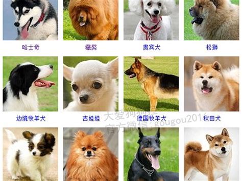 狗品种图片