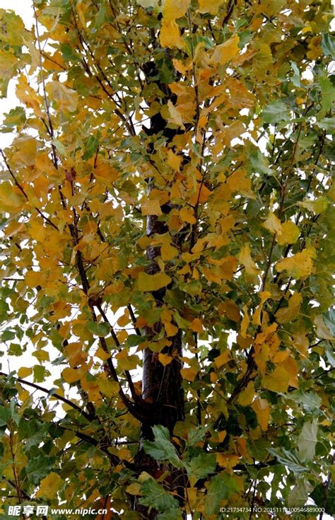 几棵白杨树在秋天橡树和枫树的强大墙壁中受到重创有种子的秋天分支在阳光下秋天最亮的时候是金秋树高清图片下载-正版图片505609666-摄图网