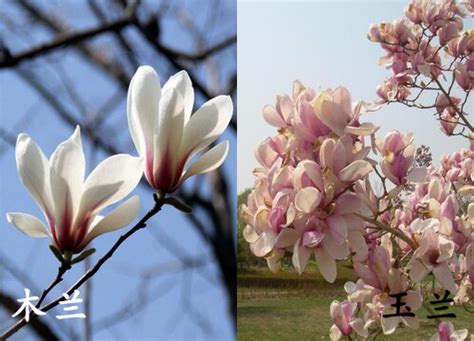 在春天拍好玉兰花,看这篇教程就够啦,这10大玉兰摄影技巧帮你|玉兰花|花朵|玉兰_新浪新闻