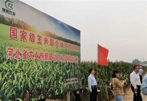 河北辐照农业科技创新驿站举办玉米新品种现场观摩会 - 中国核技术网
