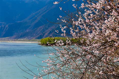 林芝桃花节来了！下个月来西藏邂逅中国最美春天 - 旅行攻略 - 新湖南