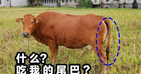 牛的尾巴可以起什么作用,牛的尾巴作用有哪些_食养源
