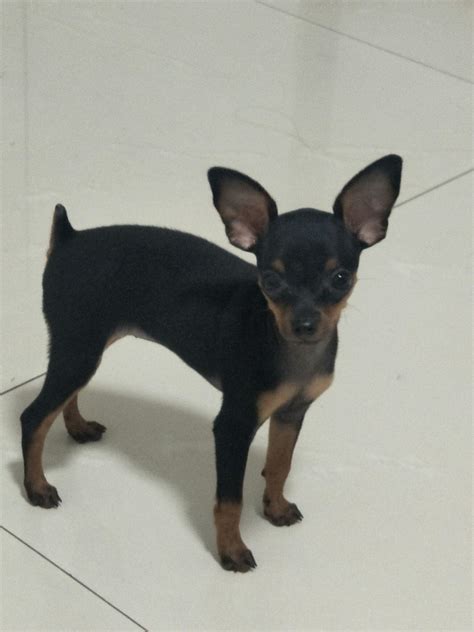 鹿犬狗狗图片