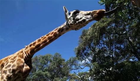 惊！长颈鹿的舌头跟人手臂一样长？！_长度