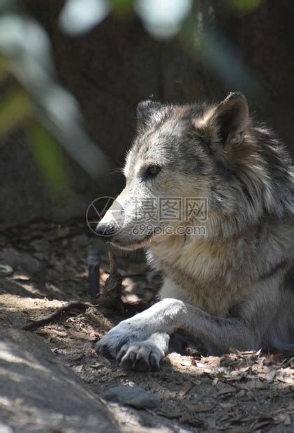 野生动物狼高清图片下载-正版图片307551582-摄图网